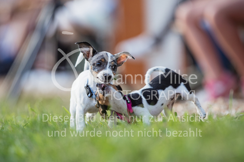 2207_BHO_Hunde-101 | Deine schönsten Turniermomente als professionelle Fotos! Entdecke hochwertige Pferdesport-Fotografie im Online-Shop. Jetzt Fotos finden & bestellen!