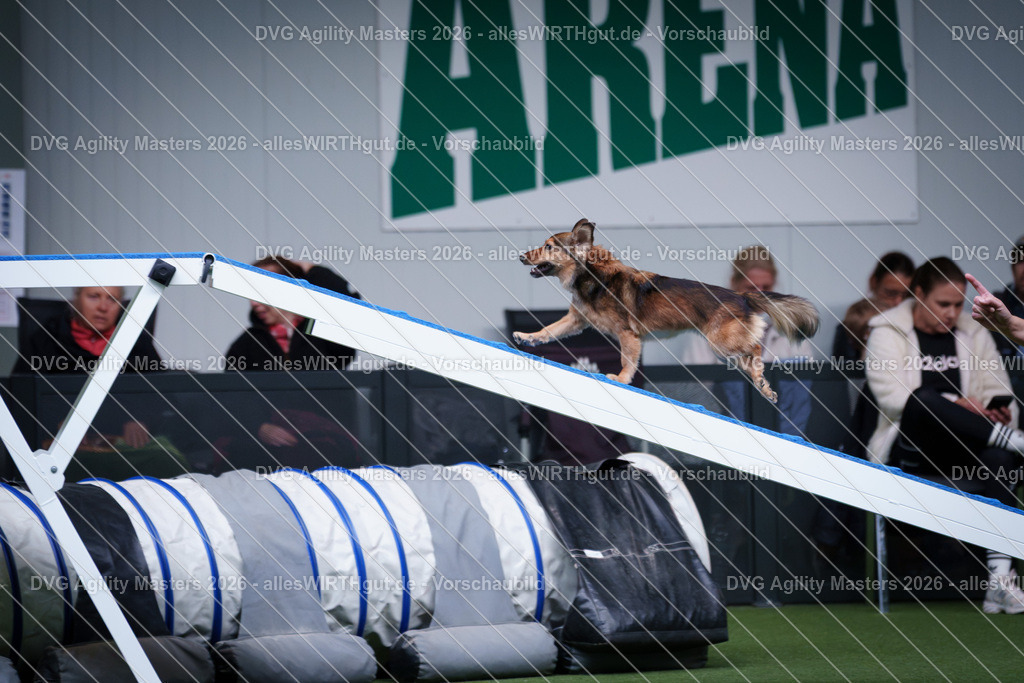allesWIRTHgut_Tierfotografie-DVG_Agility_Masters_2026-13_32-7R503454 | Professionelle Tierfotografie in Mönchengladbach von Daniel Wirth (allesWIRTHgut). Liebevolle & natürliche Bilder von Hunden & Katzen für unvergessliche Erinnerungen.