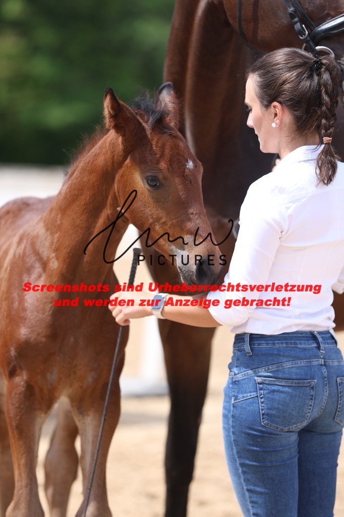 Fohlenschau_Schwäbisch_Hall_dressurbetonte_Fohlen_KN 13_4 | lmwpictures - Realisiert mit Pictrs.com