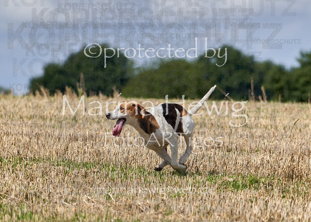 _MCH8448_Marina Hewig | Fotografie, FotoArt, PferdesportArt, Pferdesportfotografie, Landschaftsfotografie, Reisefotografie, Reise, Pferde - Realisiert mit Pictrs.com