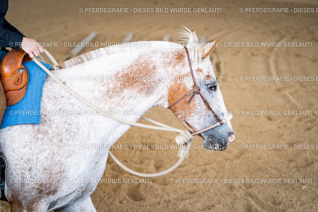 DSC01935 | Pferdegrafie