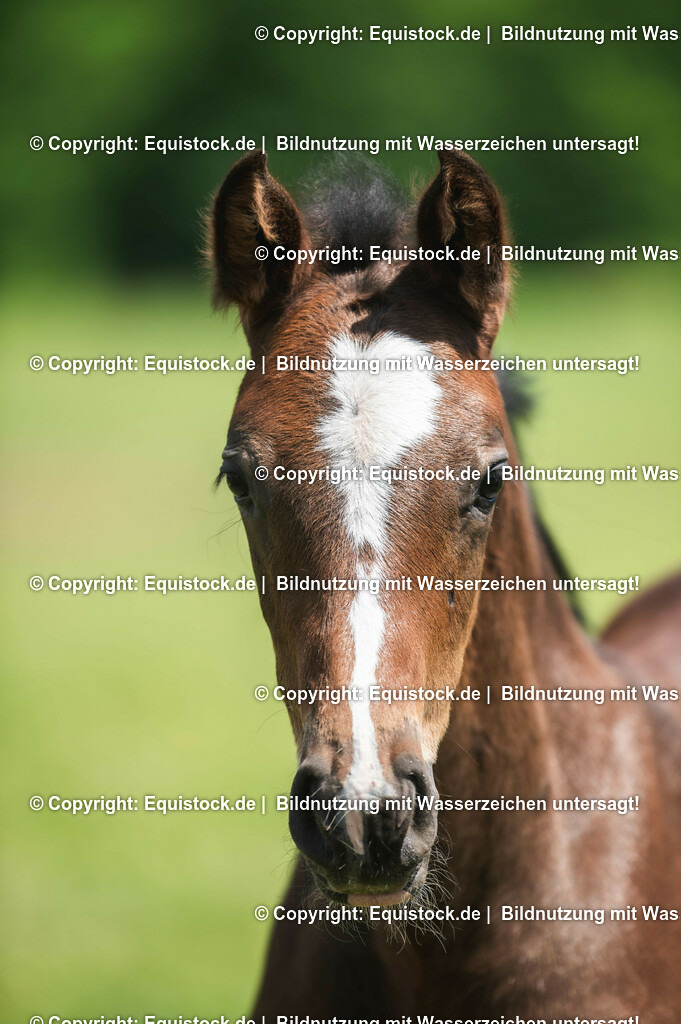 20210617_Fohlen_0180 | Foto: Thomas Hartig