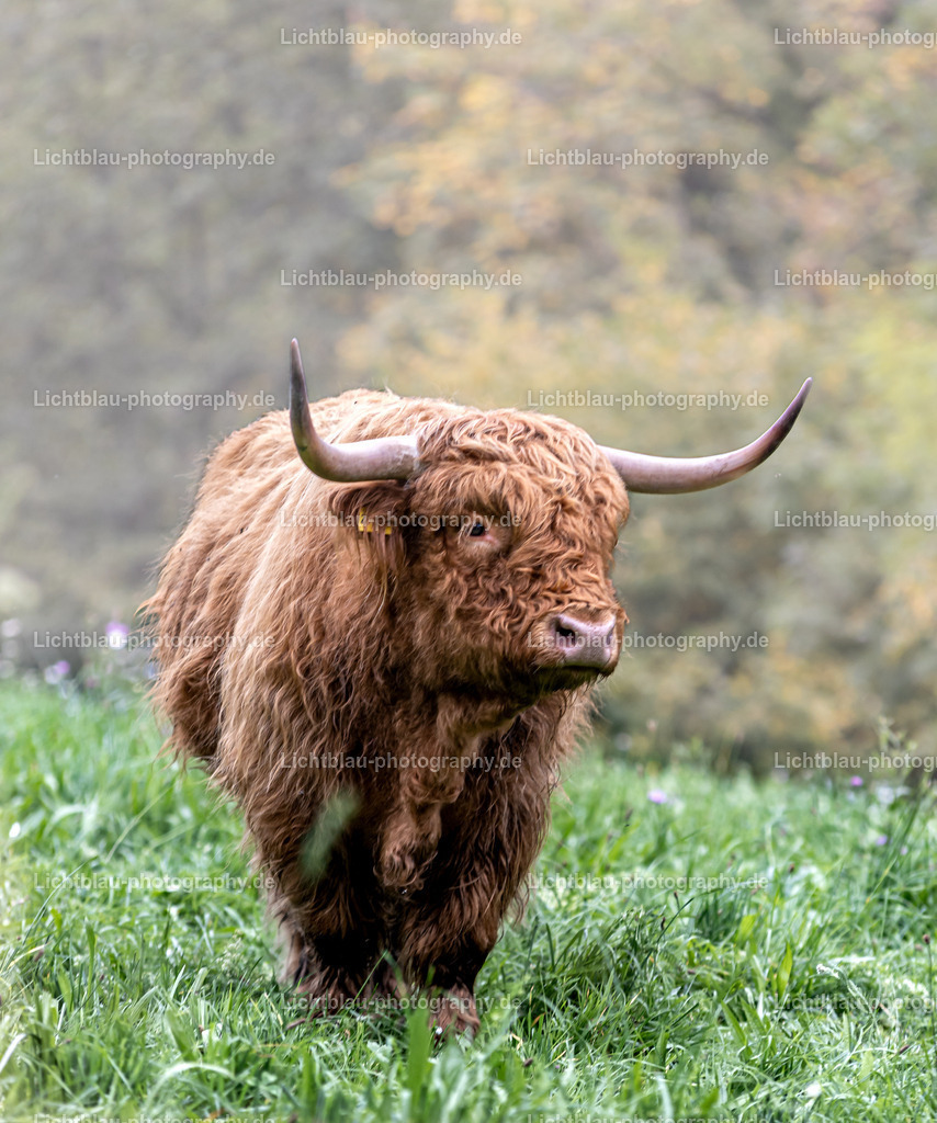Schottisches Hochlandrind | Die Rasse stammt aus dem Nordwesten Schottlands und von den Hebriden, wo sie seit Jahrhunderten durch natürliche Selektion die ihr zugeschriebenen Eigenschaften entwickelt hat – das kleinwüchsige und relativ leichte Hochlandrind gilt als gutmütig, robust und langlebig, es eignet sich für die ganzjährige Freilandhaltung auch auf für schwere Rinder ungeeigneten Böden (Mutterkuhhaltung), kalbt leicht und viel, auch ohne menschliche Hilfe. Es liefert mittelrahmige Milch und cholesterinarmes Fleisch.

Ursprünglich gab es zwei Rassen, die normalerweise schwarze und etwas kleinere Kyloe, die auf den Inseln des nordwestlichen Schottland lebte, sowie eine eher rötliche und etwas größere Rasse aus den abgelegenen Highlands. Durch Züchtung wurden beide Rassen eins und erlangten die heute vorherrschende rot-braune Färbung. Die offiziellen Bezeichnungen des Farbspektrums des langhaarigen Fells sind: rot, gelb und schwarz sowie – seltener vorkommend – gestromt (brindle), graubraun (dun) und weiß.

Die langen und sehr symmetrischen Hörner sind in der Regel geschlechtsspezifisch unterschiedlich geformt. Bei Bullen haben sie typischerweise eine kräftige, waagerecht nach vorne gebogene Form. Bei den Kühen sind die Hörner meist deutlich länger und weit ausladend nach oben gebogen.

Die Rasse eignet sich besonders für extensive Weidebewirtschaftung und wird vielfach auch in Beweidungsprojekten eingesetzt.[1] Beim Umgang mit den Tieren ist Respekt vor den langen Hörnern geboten. Eine „Führigkeit“ am Halfter muss trainiert und gepflegt werden, ebenso das Treiben in Pferche.

Heute wird die Rasse weltweit in vielen Ländern gezüchtet. Die ersten Hochlandrinder wurden 1975 nach Deutschland eingeführt, in den Vereinigten Staaten werden sie bereits seit Ende des 19. Jahrhunderts genutzt.

Sogenannte Kleine Highlands ergeben sich entweder bewusst aus selektiver Zuchtauslese oder als Nebenprodukt bei zu früher Bedeckung oder bei sehr magerem Futter, wie ein Vergleich mit der Zucht auf den Hebriden und historische Dokumente belegen.

 - Realisiert mit Pictrs.com