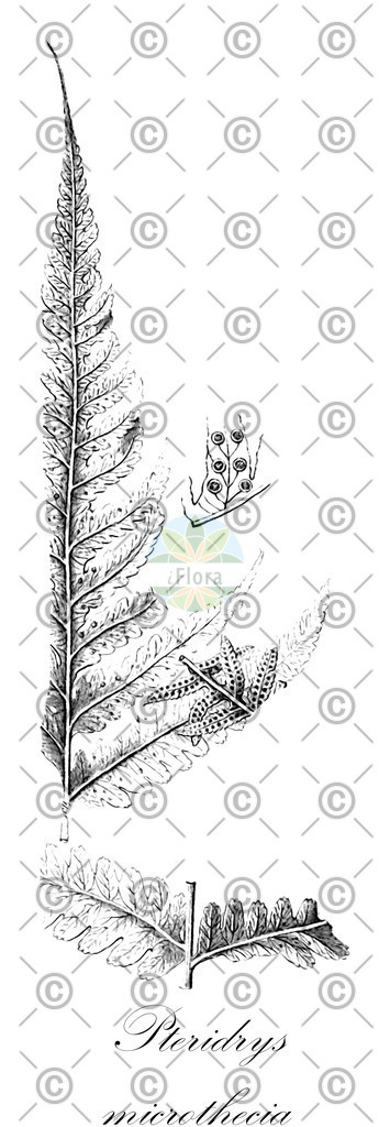 HistAbb_EMP_77_1_SIMPLE | Historische Abbildung von Pteridrys microthecia - Tectariaceae | Historical Illustration of Pteridrys microthecia - Tectariaceae
