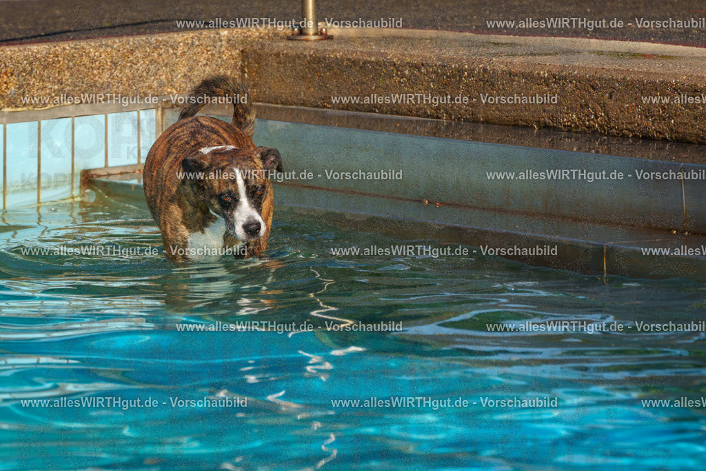 Hundeschwimmen_Grefrath_2026-allesWIRTHgut_Tierfotografie-13_51-FAY00752 | Professionelle Tierfotografie in Mönchengladbach von Daniel Wirth (allesWIRTHgut). Liebevolle & natürliche Bilder von Hunden & Katzen für unvergessliche Erinnerungen.