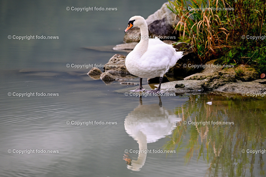 Schwan_ 24.10.2025-4 | 24.10.2025, Linz, AUT, Schwan, im Bild Themenbild, Schwan, See, Spiegelung, Wasser, Ufer, Natur, Ruhe, Herbst, Steine, Pflanzen, Wildtier, Idylle, Tierfotografie, Morgendaemmerung, friedlich, Feature, Symbolbild