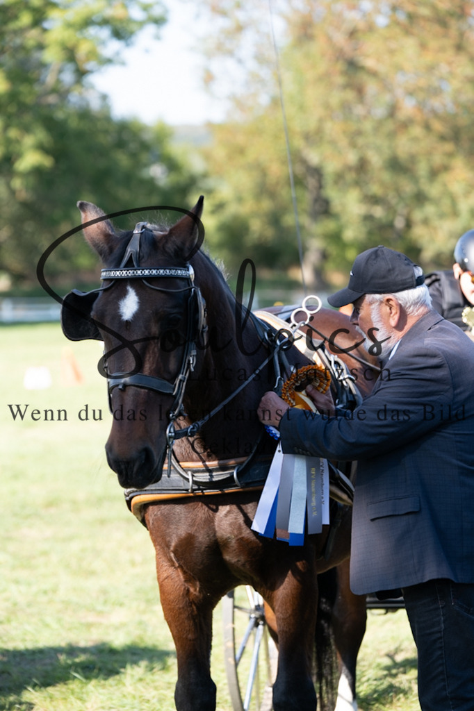 A7V04415 | Pferdefotograf