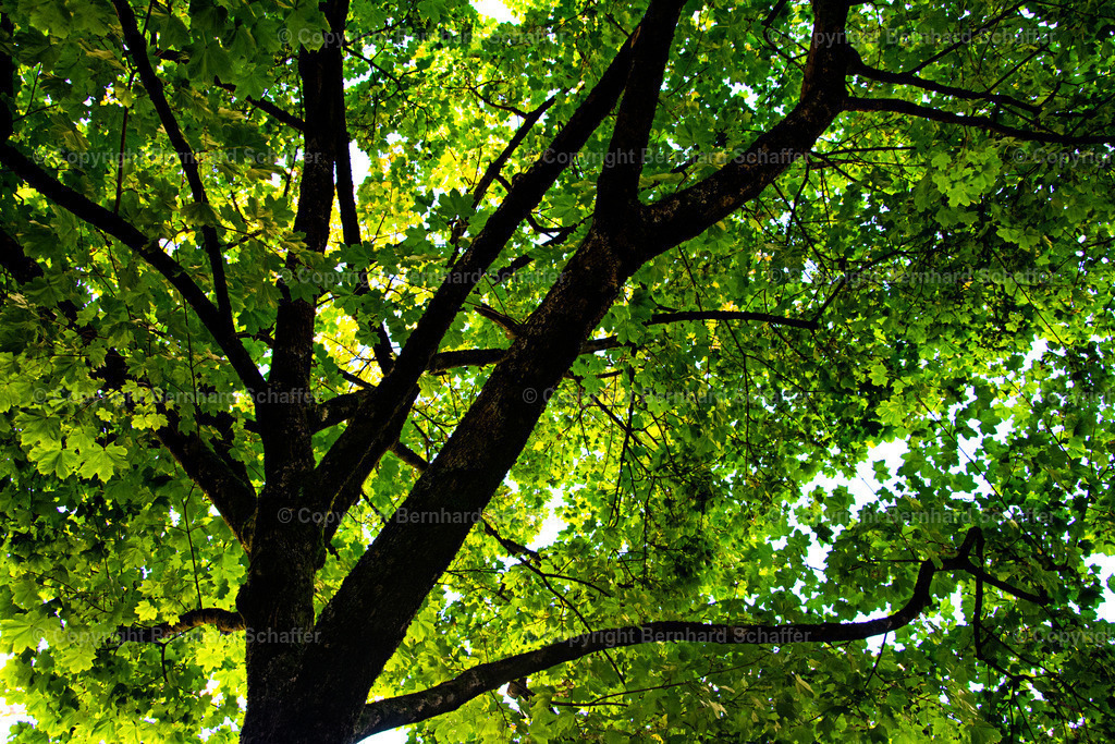 Baumkrone | Baumkrone mit grünen Blättern eines Laubbaum. - Realisiert mit Pictrs.com