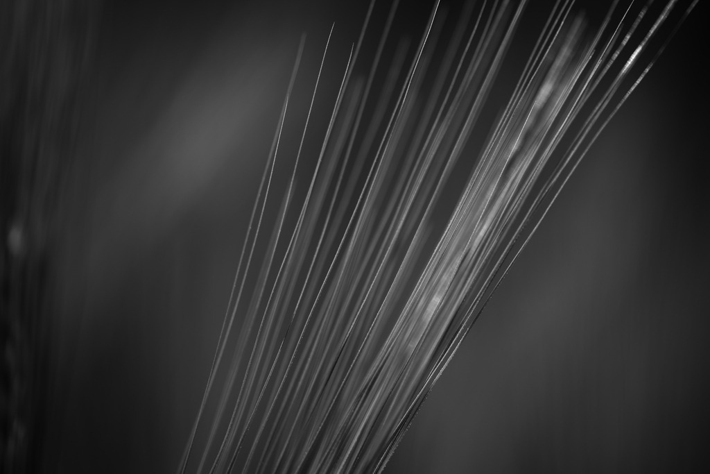 Gerste | Makroaufnahme mit Nikon ZF, AF-S Micro Nikkor 105mm f2.8