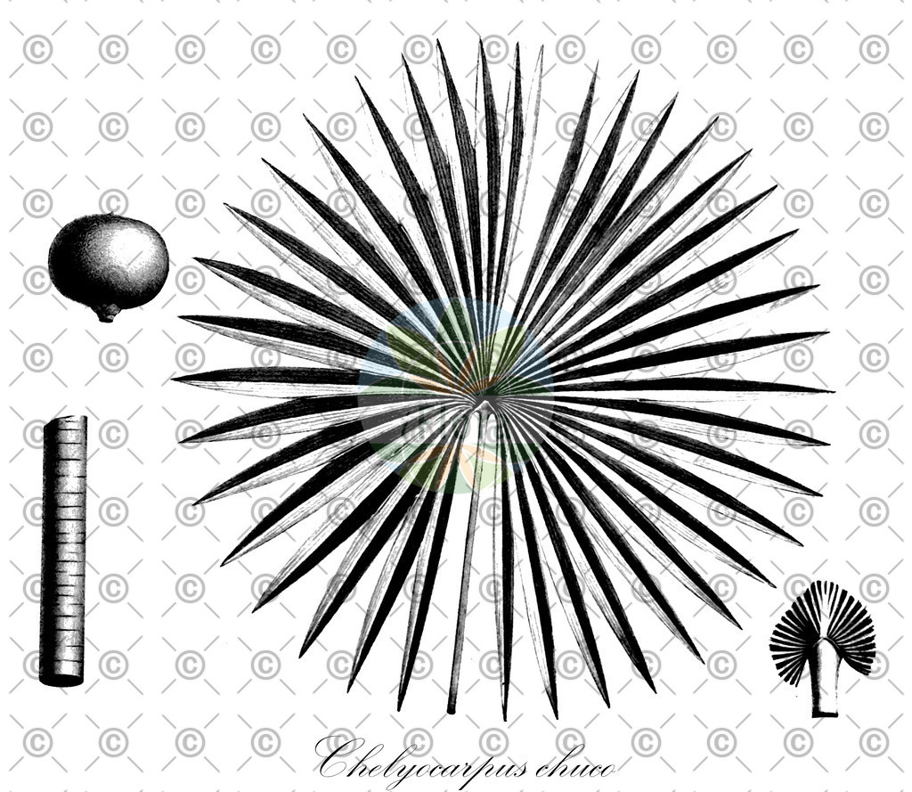 HistAbb_wfo-1000021700_1_ENZY_Simple | Historische Abbildung von Chelyocarpus chuco - Arecaceae | Historical Illustration of Chelyocarpus chuco - Arecaceae