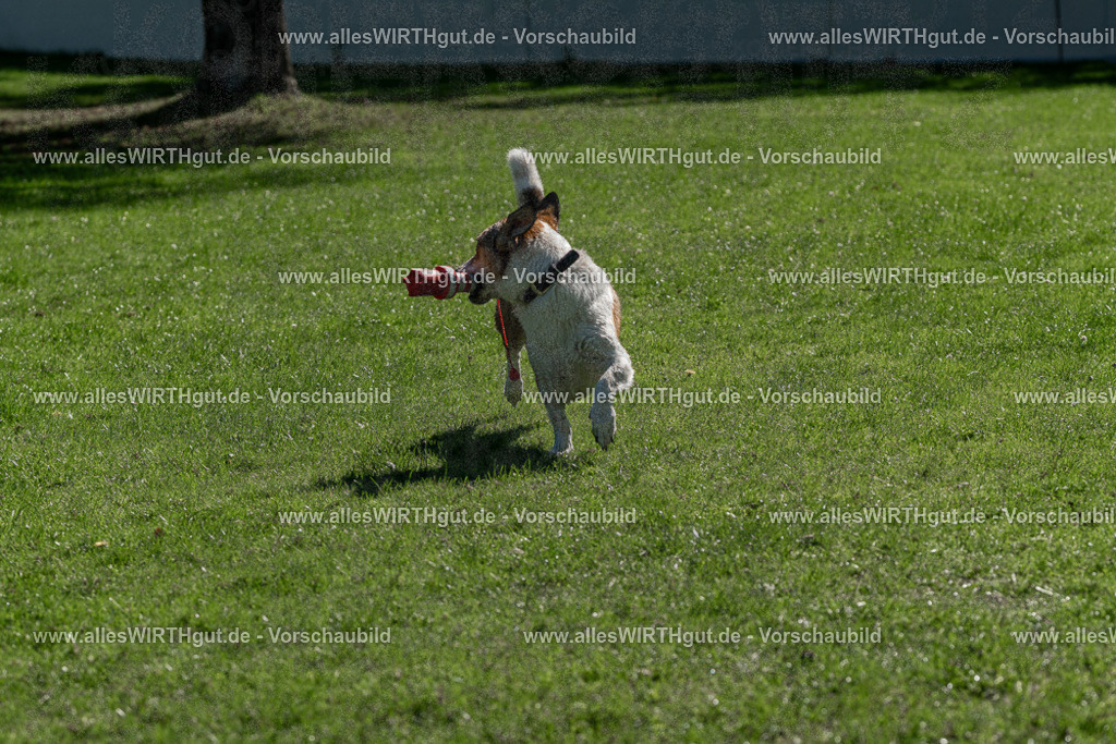 Hundeschwimmen_Volksbad_2026-allesWIRTHgut_Tierfotografie-2609061140-FAY06283 | Professionelle Tierfotografie in Mönchengladbach von Daniel Wirth (allesWIRTHgut). Liebevolle & natürliche Bilder von Hunden & Katzen für unvergessliche Erinnerungen.
