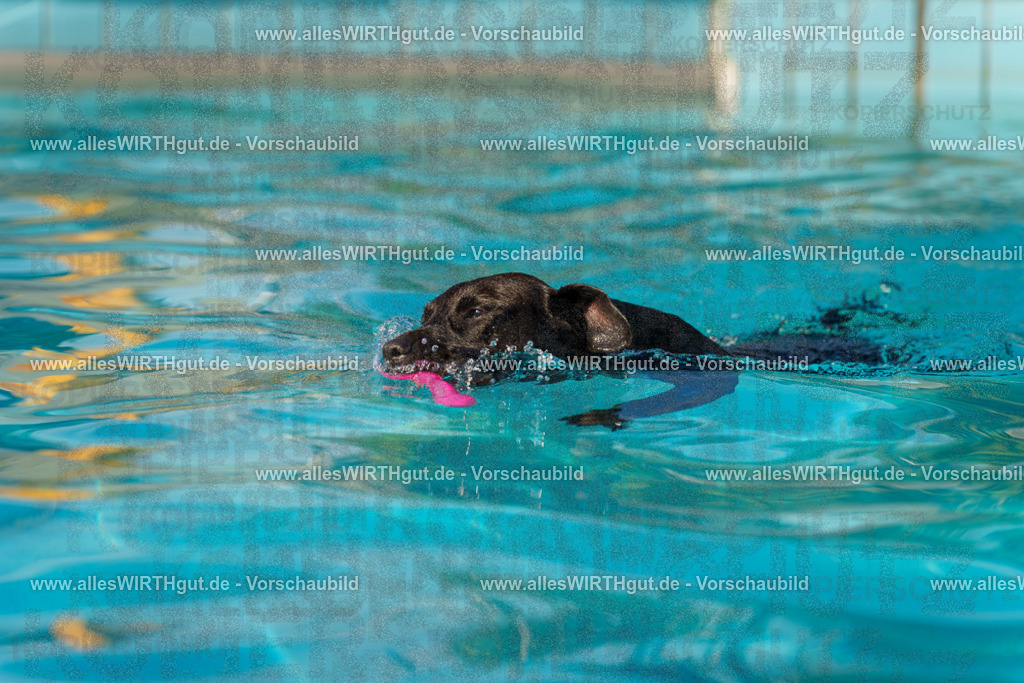 Hundeschwimmen_Grefrath_2026-allesWIRTHgut_Tierfotografie-15_09-7R509307 | Professionelle Tierfotografie in Mönchengladbach von Daniel Wirth (allesWIRTHgut). Liebevolle & natürliche Bilder von Hunden & Katzen für unvergessliche Erinnerungen.