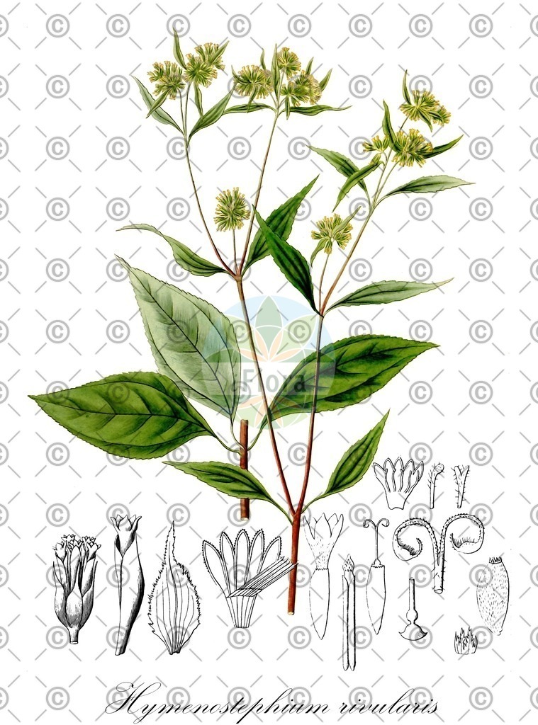 HistAbb_wfo-0001347184_1_ENZY_Simple | Historische Abbildung von Hymenostephium rivularis - Asteraceae | Historical Illustration of Hymenostephium rivularis - Asteraceae