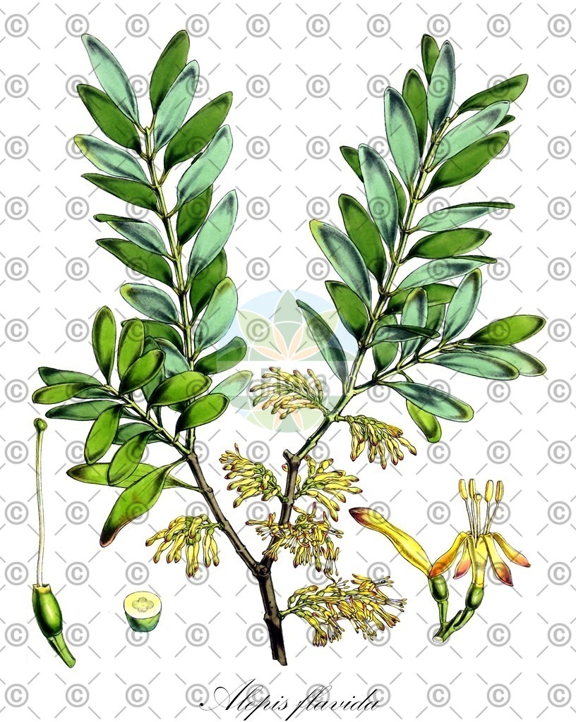 HistAbb_wfo-0000525574_1_ENZY_Simple | Historische Abbildung von Alepis flavida - Loranthaceae | Historical Illustration of Alepis flavida - Loranthaceae