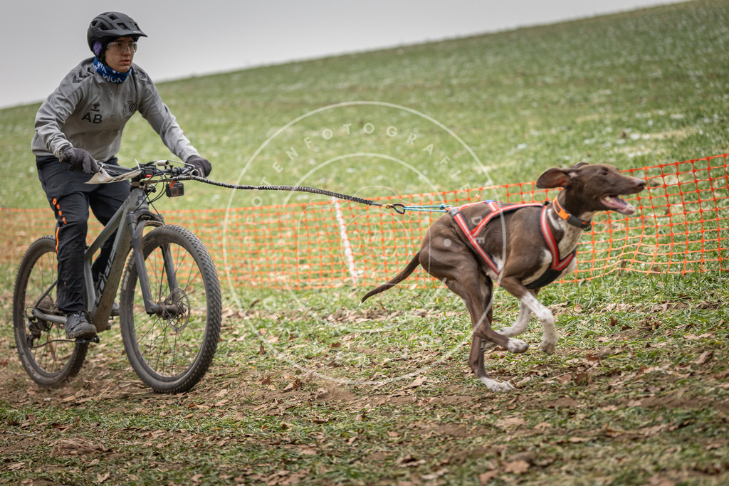 Pfotenfotografie_DV3A2498 | Hundefotografie, Tierfotograf, Pfotenfotografie, Fotoshooting Hund, Hunde Portrait, Hundesport, Hundeportraits, Heideshooting, Hunde, Sportfotograf, Hundefotograf, Turnierhundsport, THS,  - Realisiert mit Pictrs.com
