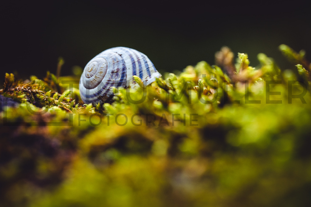 DSC01126 | Tinu Müller Fotografie- Bildershop - Realisiert mit Pictrs.com