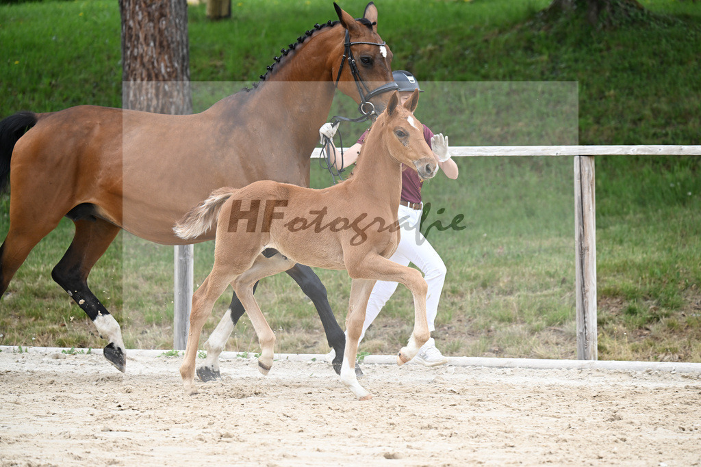 Kat-Nr. 22 HF Chaccothage Blue PS x Asti Spumante_Wimmer_24260464 | hf-fotografie - Realisiert mit Pictrs.com