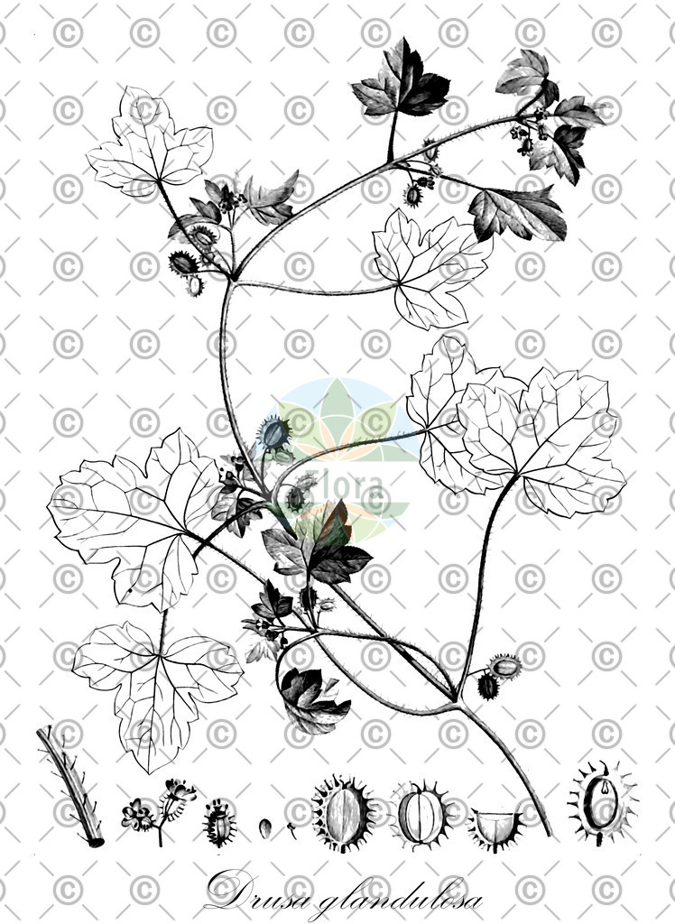 HistAbb_wfo-0000946250_2_ENZY_Simple | Historische Abbildung von Drusa glandulosa - Apiaceae | Historical Illustration of Drusa glandulosa - Apiaceae