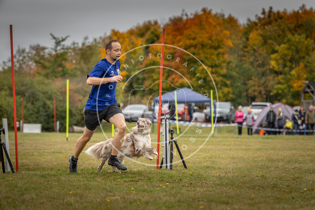 Pfotenfotografie_DV3A5474 | Hundefotografie, Tierfotograf, Pfotenfotografie, Fotoshooting Hund, Hunde Portrait, Hundesport, Hundeportraits, Heideshooting, Hunde, Sportfotograf, Hundefotograf, Turnierhundsport, THS,  - Realisiert mit Pictrs.com