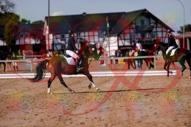 2026_10_03_Siefer-Hof_115619_Z81_96861828 | Professionelle Reitsport-, Turnier- und Eventfotografie von Robert Broda. Galerien mit ausgewählten und bearbeiteten Bildern direkt online ansehen und bestellen.