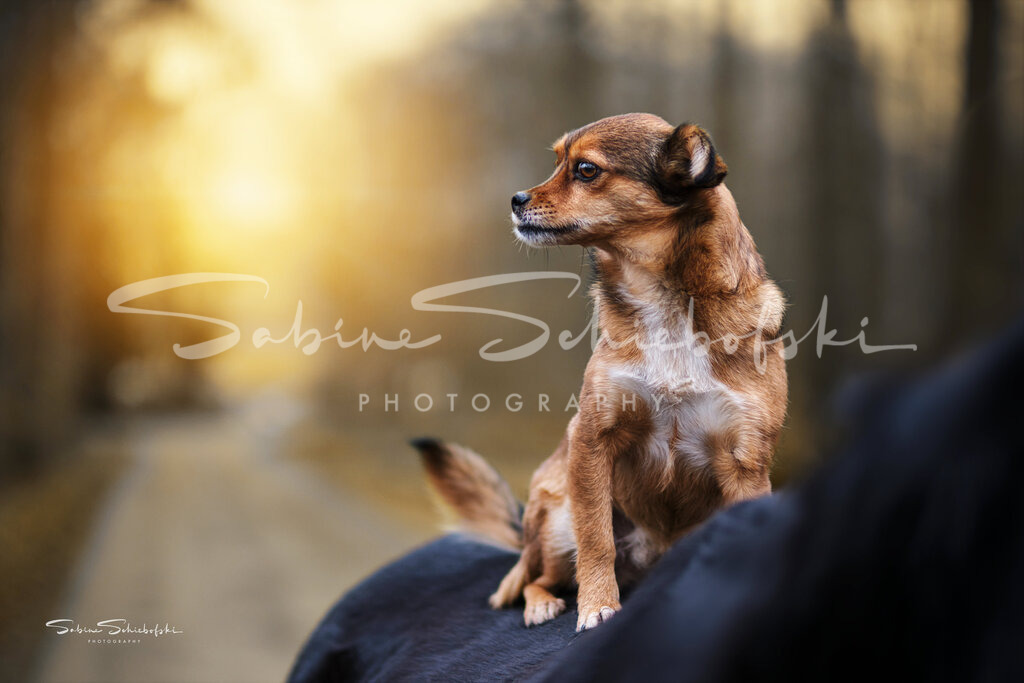 "Schnorrrbert" | People- und Tierfotografie, Imageaufnahmen, Veranstaltungsfotografie und Wandbilder aus der Natur ★ Made in Germany ✔️ Druck + Downloads ✔️ Naturfotografie in Top Qualität ★ schneller Versand, weltweite Lieferung! - Realisiert mit Pictrs.com