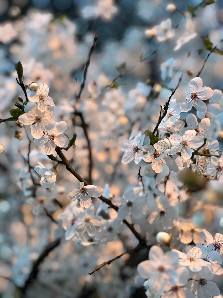 IMG_0657 | ace - Realisiert mit Pictrs.com