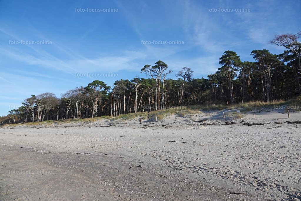 Wind-swept trees in late autumn | foto-focus-online
