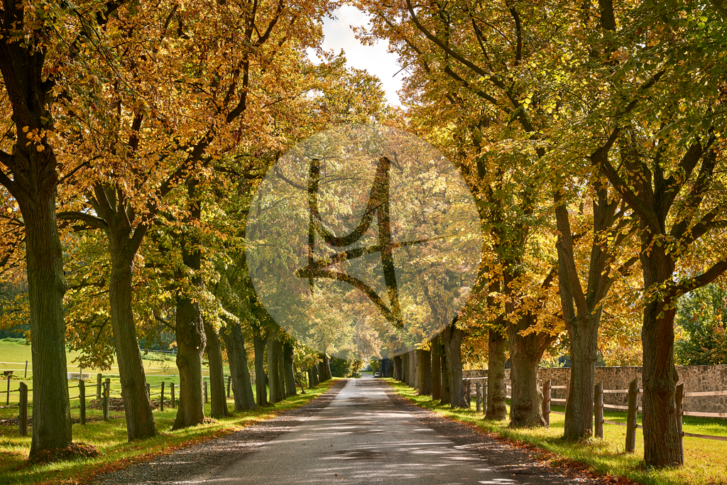 Baum-Alleen, Herbst-Landschaft #nhavo | Meurer Shop - Realisiert mit Pictrs.com