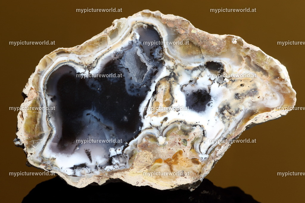 Achat-002 | Das Bilderarchiv über Tiere, Planzen und Landschaften. In der Bilddatenbank finden Sie ein große Auswahl an hochwertigen Bilder für Ihre Werbung - Realisiert mit Pictrs.com