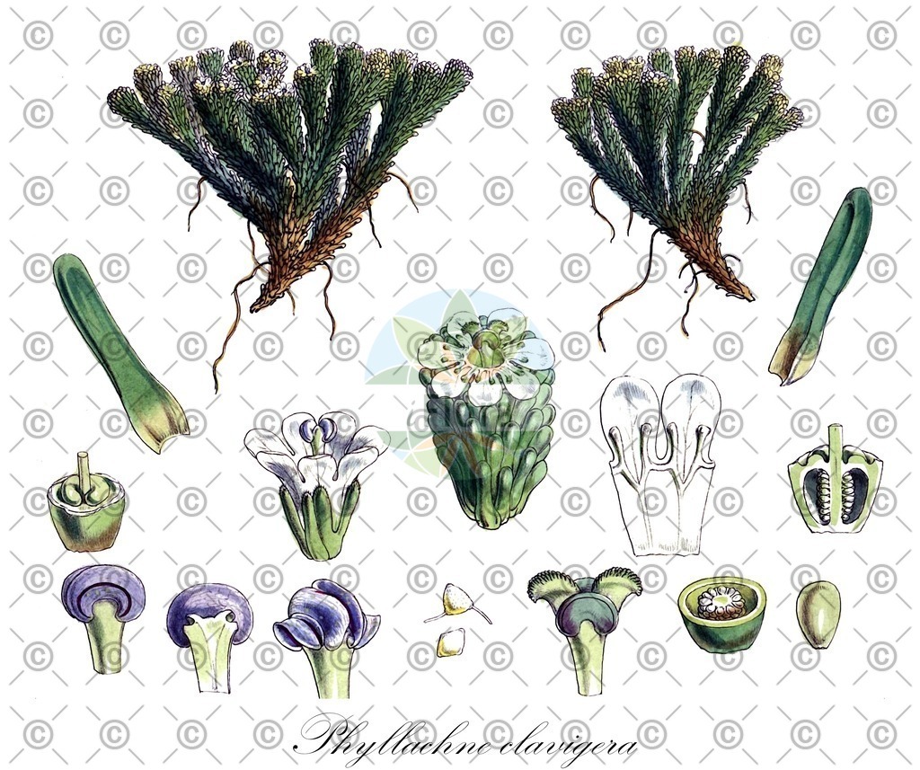HistAbb_wfo-0000469143_1_ENZY_Simple | Historische Abbildung von Phyllachne clavigera - Stylidiaceae | Historical Illustration of Phyllachne clavigera - Stylidiaceae