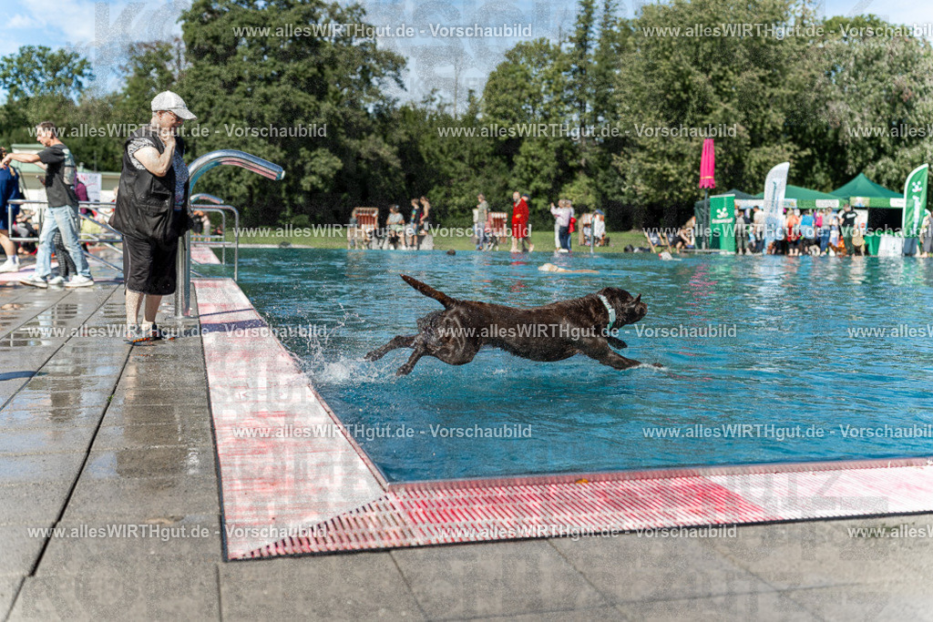 Hundeschwimmen_Volksbad_2026-allesWIRTHgut_Tierfotografie-2609061157-110704-7R509986 | Professionelle Tierfotografie in Mönchengladbach von Daniel Wirth (allesWIRTHgut). Liebevolle & natürliche Bilder von Hunden & Katzen für unvergessliche Erinnerungen.