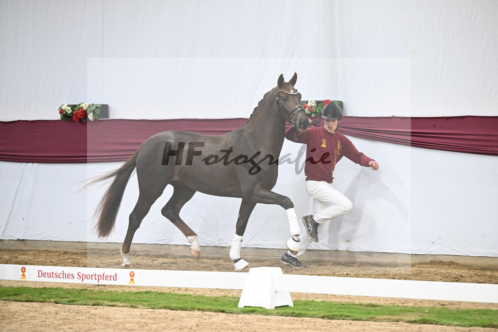 Kat-Nr. 129 Floricello x Dantano_Norbert Hoechsmann_47254308 | hf-fotografie - Realisiert mit Pictrs.com