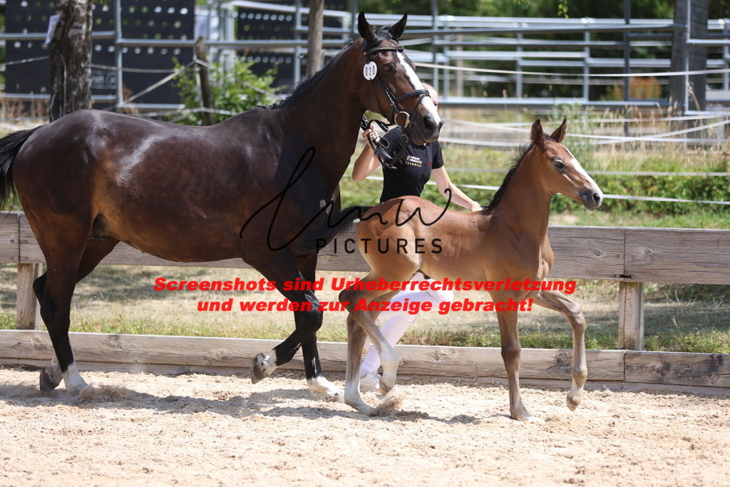 Fohlenschau_Schwäbisch_Hall_springbetonte_Fohlen_KN 20_14 | lmwpictures - Realisiert mit Pictrs.com