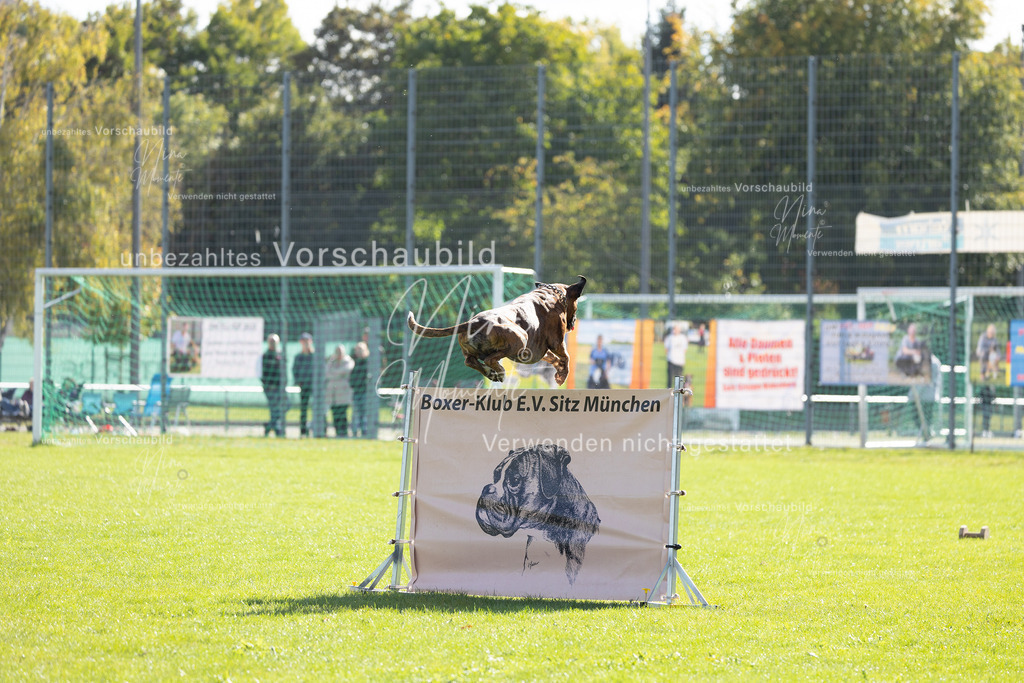 _16A5253 | Einzigartige Fotos von Hunden & Menschen –Actionfotos, Portraits, Vereinsaufnahmen & Paarshootings – authentisch, lebendig & mit Herz.