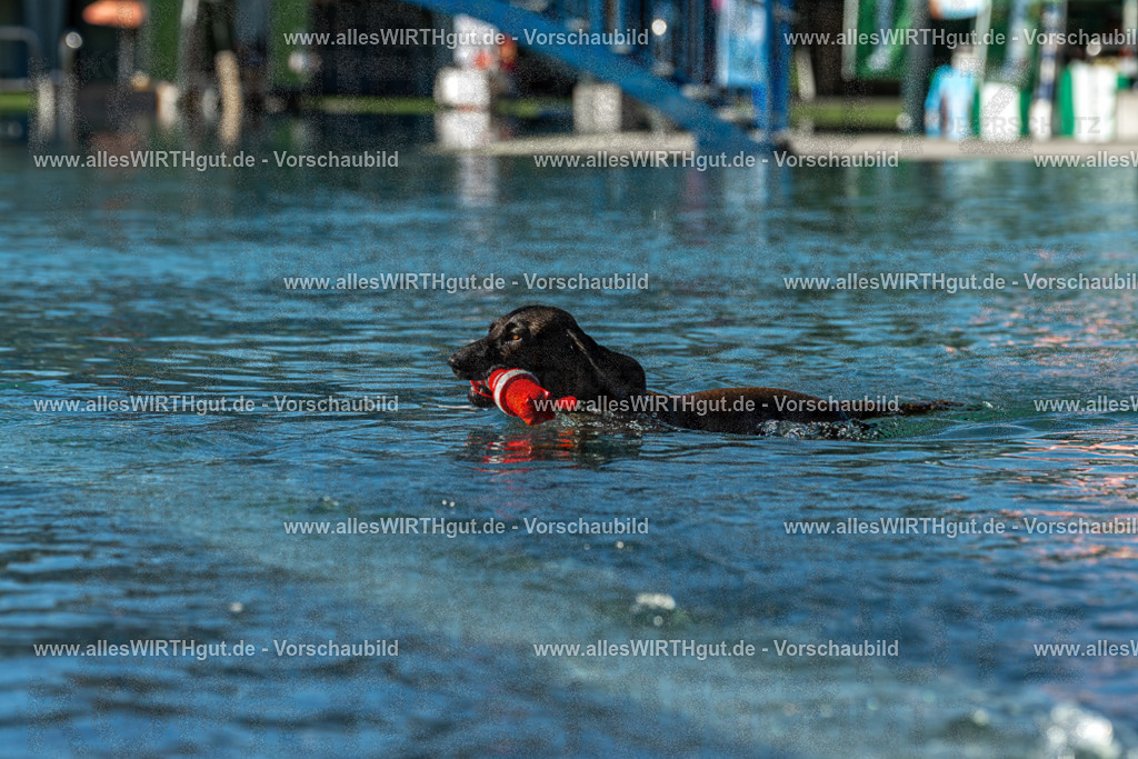 Hundeschwimmen_Volksbad_2026-allesWIRTHgut_Tierfotografie-2609061035-094536-7R509022 | Professionelle Tierfotografie in Mönchengladbach von Daniel Wirth (allesWIRTHgut). Liebevolle & natürliche Bilder von Hunden & Katzen für unvergessliche Erinnerungen.
