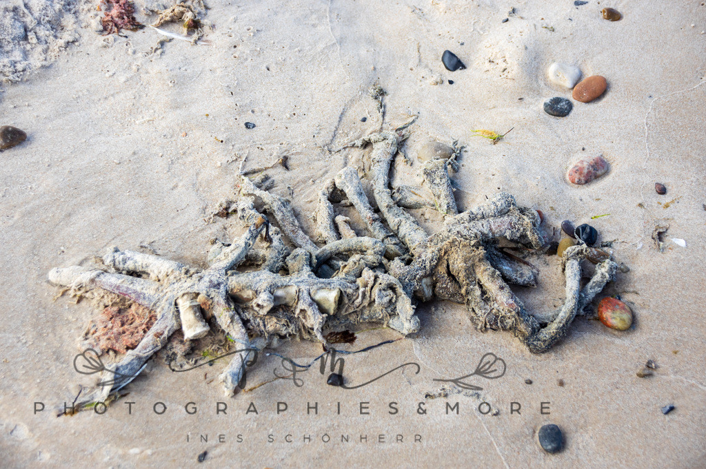 _Grenen22-1851 | Photographies and more - Realisiert mit Pictrs.com