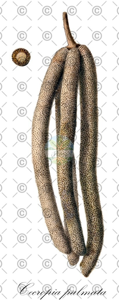 HistAbb_wfo-0000592298_1_ENZY_Simple | Historische Abbildung von Cecropia palmata - Urticaceae | Historical Illustration of Cecropia palmata - Urticaceae