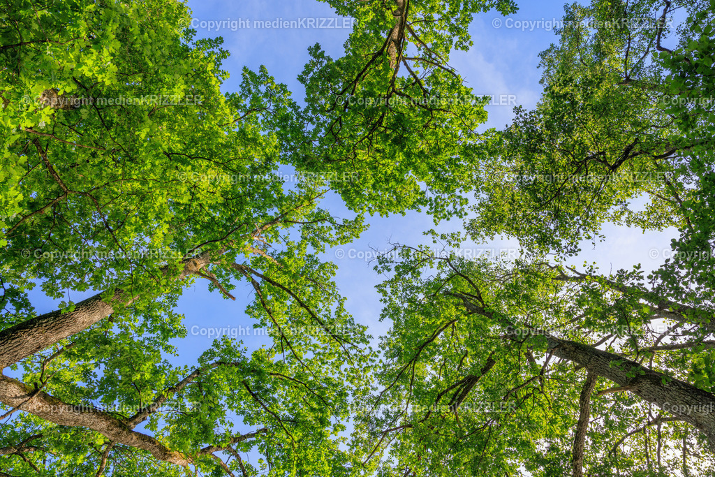 _J3A8013 | medienkrizzler - Realisiert mit Pictrs.com