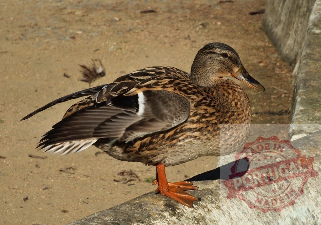 Mallard duck standing on concrete wall outdoors | Female mallard duck with brown feathers and orange webbed feet resting on a wall - Realized with Pictrs.com