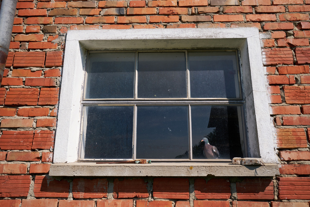 Taube sitzt hinter einem Fenster im Stall | Bad Schalllerbach, Austria - April 13, 2024: Taube sitzt hinter einem Fenster im Stall. - Realisiert mit Pictrs.com