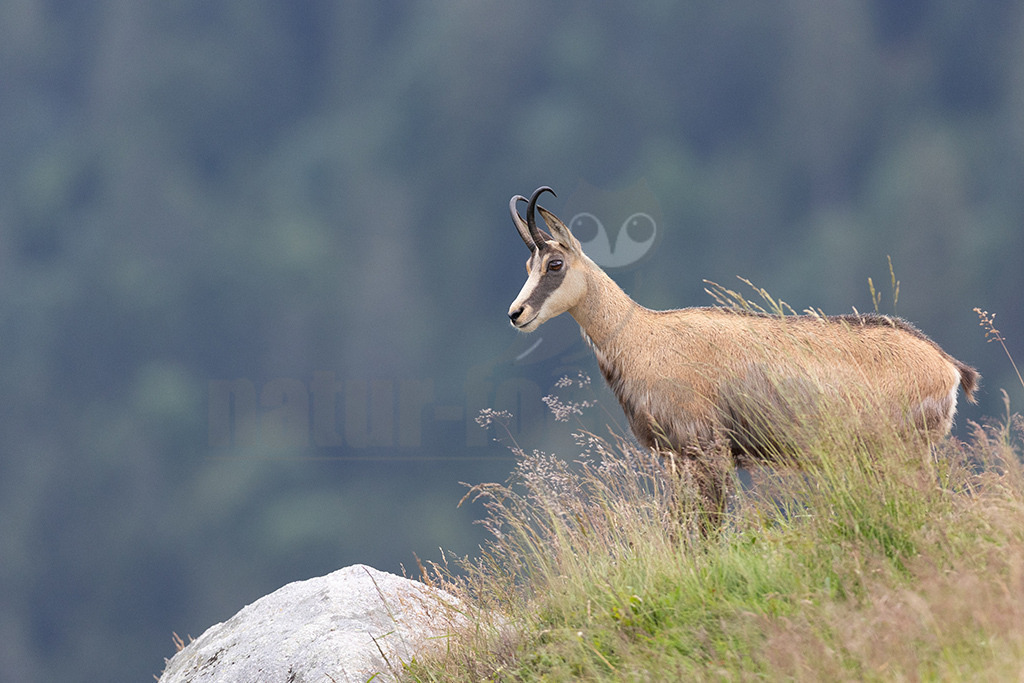 20210724190017-4 | Die Gemse ( Rupicapra rupicapra ) ist ein Huftier, das dank seiner aussergewöhnlichen Anpassungsfähigkeit den extremen Lebensbedingungen im Gebirge gewachsen ist. Die Gemse vereint auf eindrückliche Art Widerstandskraft, Gewandtheit und Robustheit. Während sie früher in die schwer zugänglichen Gebirgsmassive zurückgedrängt wurde, ist sie heute in Wäldern mittlerer Höhe und gar in tiefen Lagen stark verbreitet. - Realisiert mit Pictrs.com