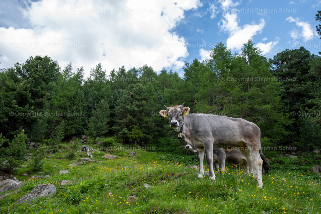 Alpenkühe | Freilaufende Kühe im Gebirgsdorf Vens in den Tiroler Alpen.  - Realisiert mit Pictrs.com