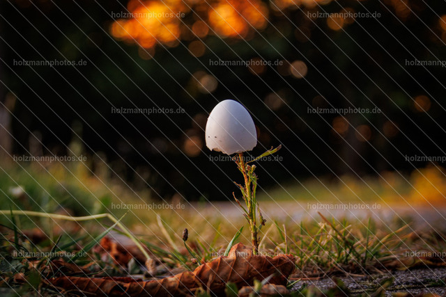 IMG_5071 - Kopie | Fotograf Leipzig für Hochzeiten, Familienfeste & Porträts. Persönlich, ehrlich & echt – Emotion im Fokus. Jetzt Fotoshooting bei Holzmannphotos buchen!