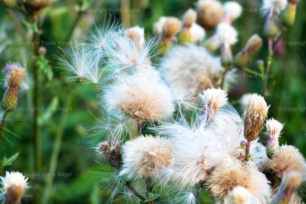 Baumwolldistel | Die Distel findet sich an Wegerändern und auf trockenen Böden. Die Aufnahme entstand in Bergen auf Rügen am Nonnensee - Realisiert mit Pictrs.com