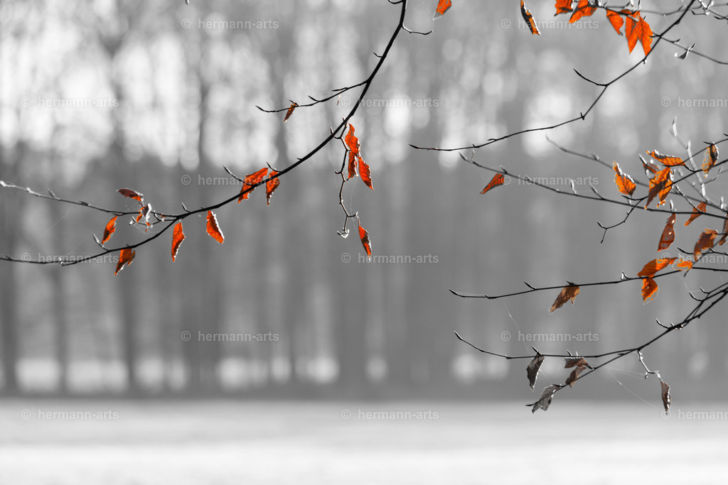 Nature-Arts-010 | Photo Foto Kunst Art schwarzweiss Bilder Rheine Münster Berlin Blumen 