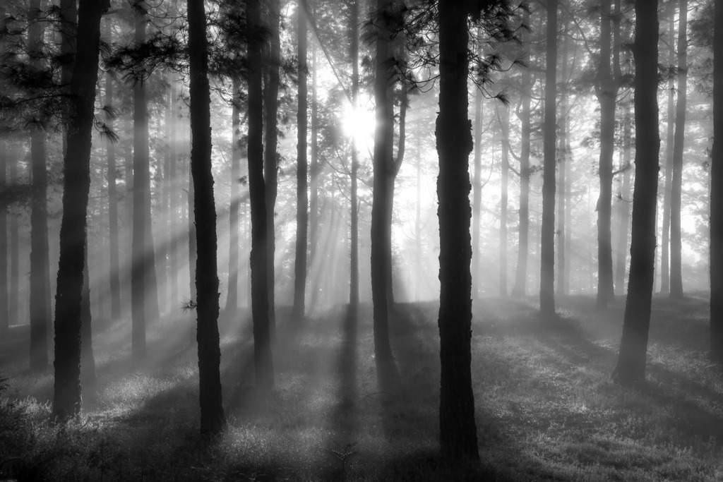 Nebel | Nebel in den Wäldern der kanarischen Insel La Palma - Realisiert mit Pictrs.com
