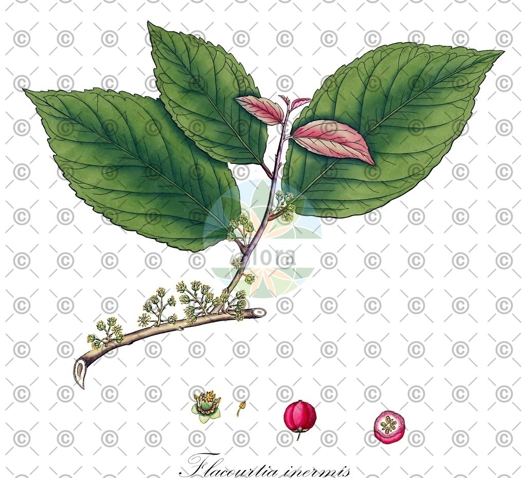 HistAbb_wfo-0000967111_1_ENZY_Simple | Historische Abbildung von Flacourtia inermis - Salicaceae | Historical Illustration of Flacourtia inermis - Salicaceae