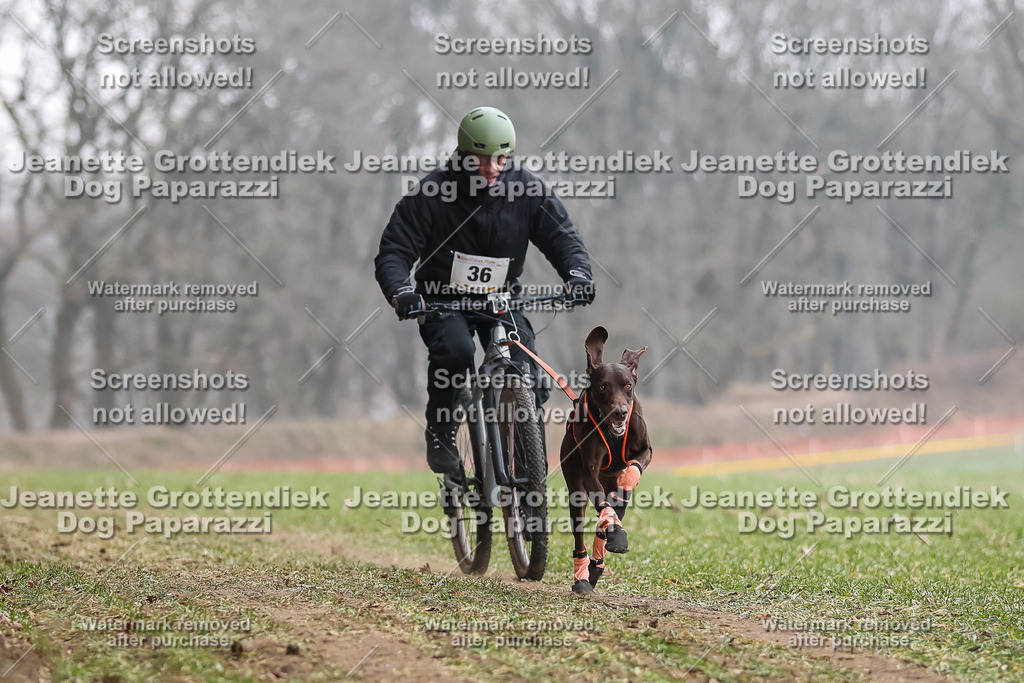 Dog Paparazzi - Plate 2026-117 | Dog Paparazzi Jeanette Grottendiek Fotografie & Videografie - Realisiert mit Pictrs.com