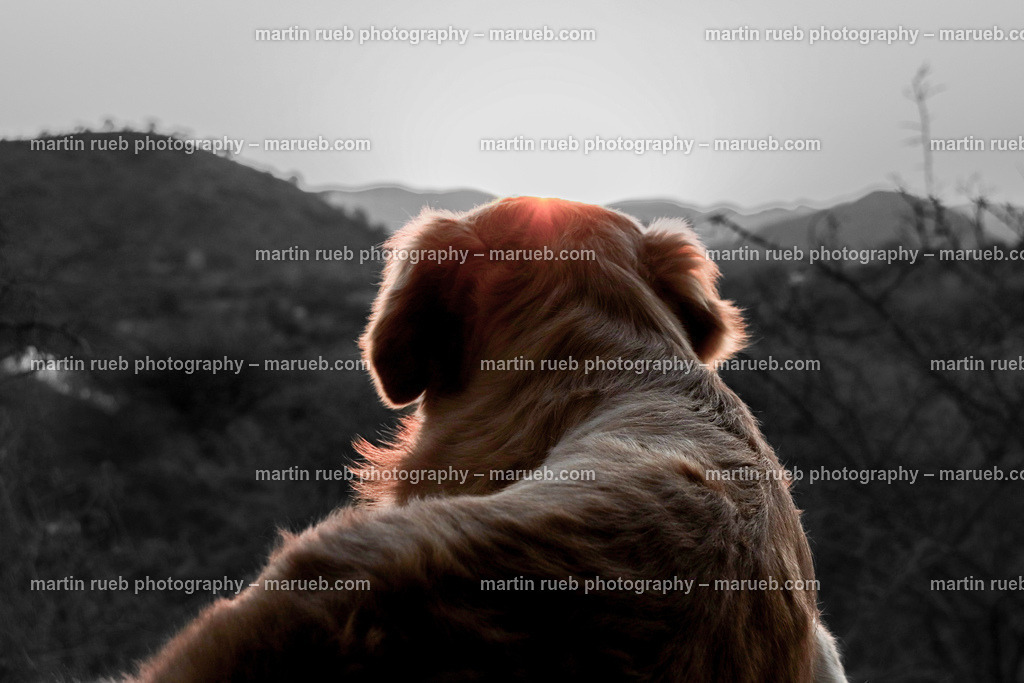 Golden sunset | A golden retriever watching the sunset. - Realisiert mit Pictrs.com