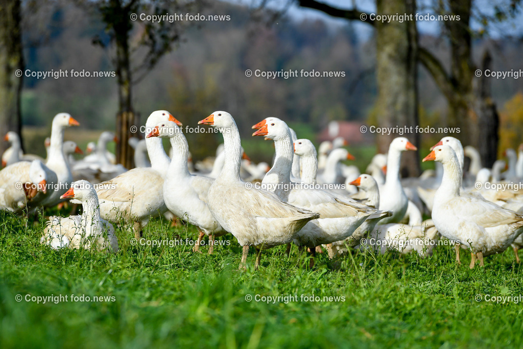 Ganslhof Hebesberger_ Weidegänse_ 01.11.2022-5 | 01.11.2022, Nussbach, AUT, Ganslhof Hebesberger, Weidegaense, im Bild Weidegaense, Weidegänse, Gans, Gänse, Martinigaense, Martinigans, Weide, Landwirtschaft